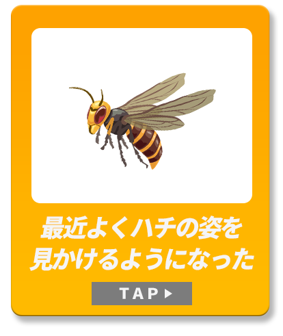 最近よくハチの姿を見かけるようになった